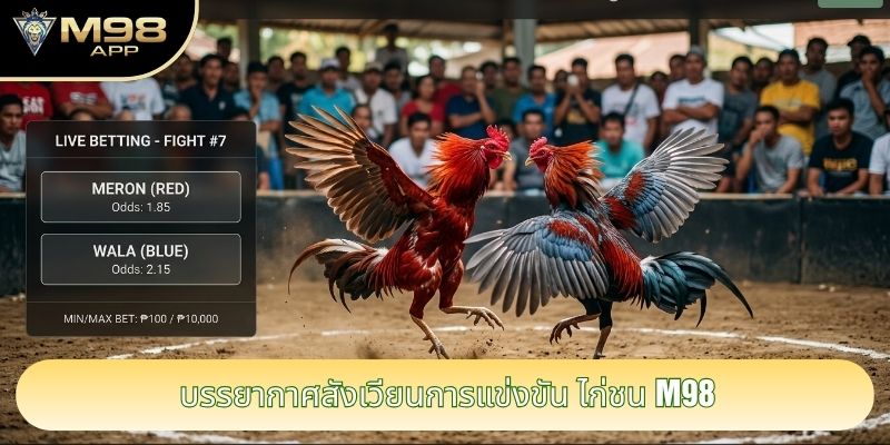 บรรยากาศสังเวียนการแข่งขัน ไก่ชน M98 บรรยากาศสังเวียนการแข่งขัน ไก่ชน M98
